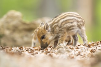 Wild boar (Sus scrofa) piglet standing in a forest, Bavaria, Germany