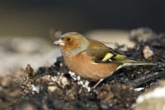 Common Chaffinch (Fringilla coelebs) male, Schleswig-Holstein, Germany