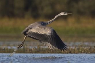 Grey Heron (Ardea cinerea) juvenile flying, Tiszaalpár, Hungary