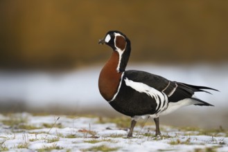 Red-breasted Goose (Branta ruficollis), Bavaria, Germany
