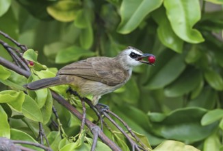 Yellow-vented Bulbul (Pycnonotus goiavier) feeding on red berries, Malaysia
