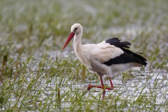 White Stork (Ciconia ciconia) foraging, Poland
