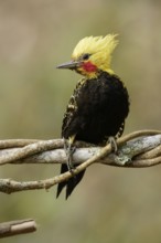 Blond-crested Woodpecker (Celeus flavescens) perched on a branch in the Atlantic Rainforest Region