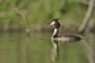 Great Crested Grebe (Podiceps cristatus), North Rhine-Westphalia, Germany