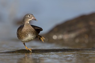Mandarin Duck (Aix galericulata) female, Baden-Wuerttemberg, Germany