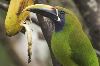 Blue-throated Toucanet (Aulacorhynchus caeruleogularis), Costa Rica