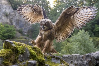 Eurasian Eagle-owl (bubo bubo) flying, Gerolstein, Rhineland-Palatinate, Germany
