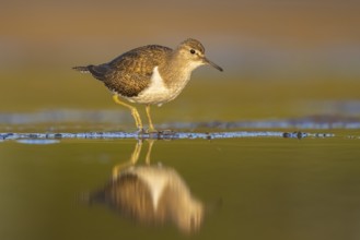 Common Sandpiper (Actitis hypoleucos), North Rhine-Westphalia, Germany