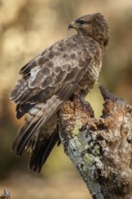 Common Buzzard (Buteo buteo), perched on a branch, Castile and Leon, Spain