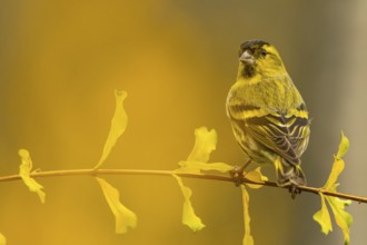 A striking image of a European siskin, Spinus spinus, gracefully perched on a branch with delicate