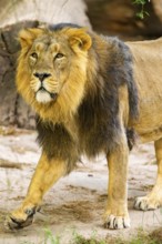 Asiatic lion (Panthera leo persica) male walking around on the ground, captive, Germany