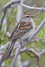 American Tree Sparrow (Spizelloides arborea), Manitoba, Canada
