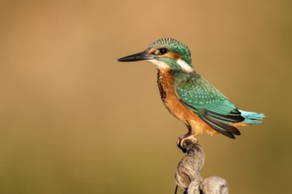 Common Kingfisher (Alcedo atthis) perched on a branch, Andalusia, Spain