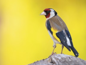 Goldfinch, goldfinch, (Carduelis carduelis), biotope, habitat, foraging, perch, Worms,