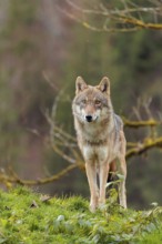 A female eurasian gray wolf (Canis lupus lupus) stands on green meadow on top of a hill