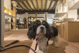 Young Cocker Spaniel in a shop, Venice, Veneto, Italy