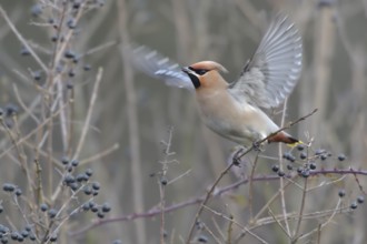 Bohemian Waxwing (Bombycilla garrulus), North Rhine-Westphalia, Germany