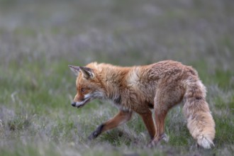 The hunting attempt was unsuccessful and the red fox (Vulpes vulpes) continues to search for prey,