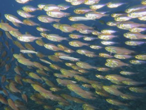 Pigmy sweeper (Parapriacanthus ransonneti)