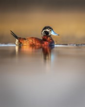 Maccoa Duck (Oxyura maccoa) male, Gauteng, Südafrika