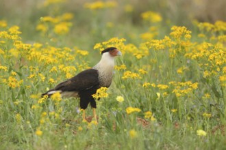 Northern Crested Caracara (Caracara cheriway), Texas, USA