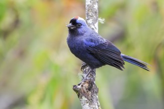 Diademed Tanager (Stephanophorus diadematus) perched on a branch in the Atlantic rainforest of