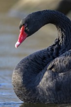 Black swan (Cygnus atratus) Mourning swan, red beak, red eye, profile shot, close-up, on the water,