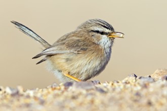 Desert Prinia, (Scotocerca inquieta), animals, birds, foraging, Israel