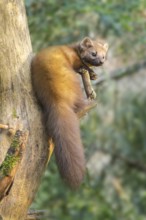 European pine marten (Martes martes) in a forest in autumn, Bavaria, Germany