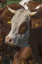 Buntscheck cow on the pasture, Franconia, Bavaria, Germany