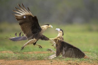 Northern Crested Caracara (Caracara cheriway) juveniles fighting, Texas, USA
