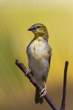 Village Weaver (Ploceus cucullatus spilonotus) female perched on a branch, Mauritius