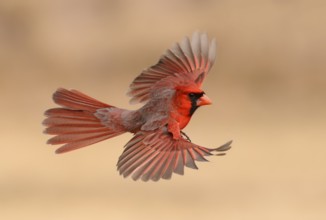 Northern Cardinal (Cardinalis cardinalis) male flying, Texas, USA