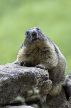 Alpine marmot (Marmota marmota) sitting on rock, Gran Paradiso National Park, Italian Alps, Italy