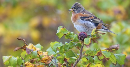Brambling (Fringilla montifringilla), spring, foraging, Battenberg, Heligoland,