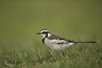 African Pied Wagtail (Motacilla aguimp vidua) juvenile, Kibale National Park, Uganda