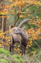 A male ibex (Capra ibex) standing on a cloudy day on a green meadow on hilly terrain . A forest in
