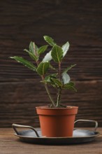A small bay leaf plant in a terracotta pot, sitting on a circular metal tray. The rustic wooden