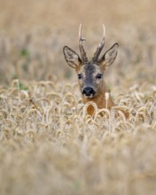Roebuck (Capreolus capreolus) in wheat, Vechta, Lower Saxony, Germany
