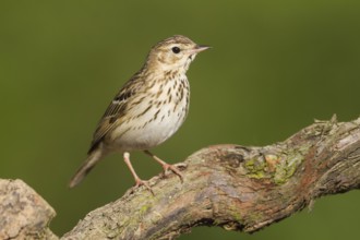 Tree Pipit (Anthus trivialis), Baden-Wuerttemberg, Germany