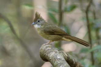 Ochraceous Bulbul (Alophoixus ochraceus hallae) perched on a branch, Di Linh, Vietnam