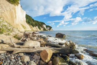 Chalk cliffs and rocky beach with boulders and tree trunks on the Baltic Sea under blue sky with