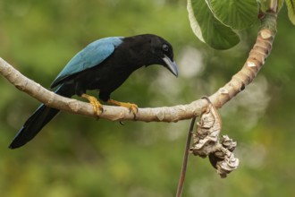 Yucatan Jay (Cyanocorax yucatanicus) perched on a brnach near Cancun on the Yucatan Peninsula of