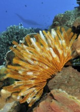 Close-up of yellow Bennnetti's Yellow Feather Star (Oxycomanthus bennetti) hair star in colourful