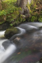 Kleine Ohe creek below Waldhaeuser village in the Bavarian Forest Nationalpark. Flowing water and