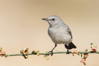 Blackstart (Oenanthe melanura) perched on a branch, Eilat, Israel