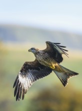 Red Kite, Milvus milvus, bird in flight
