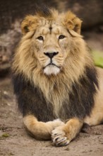 Asiatic lion (Panthera leo persica) male lying on the ground, Germany