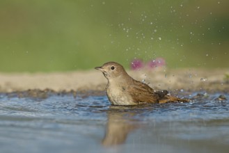 Common Nightingale (Luscinia megarhynchos) bathing in waterhole, Aosta Valley, Italy