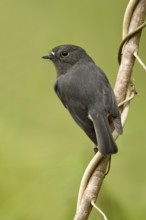 New Zealand Robin (Petroica australis rakiura) male, South Island, New Zealand